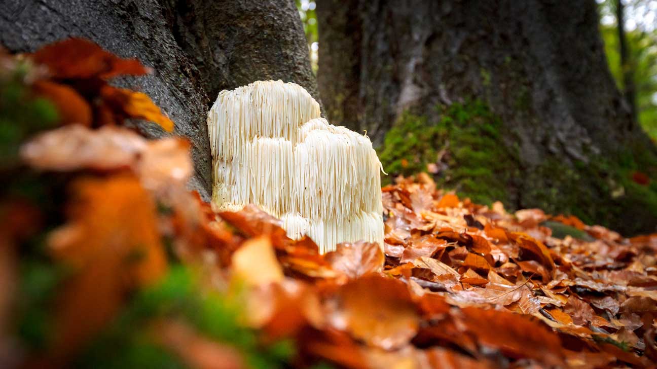 Read more about the article 9 Health Benefits of Lion’s Mane Mushroom