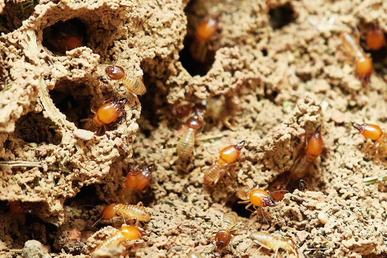 Read more about the article Termite Control: Your Home and Investment