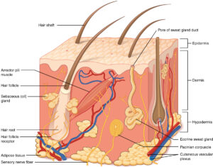 Read more about the article Sebaceous Glands and Hair