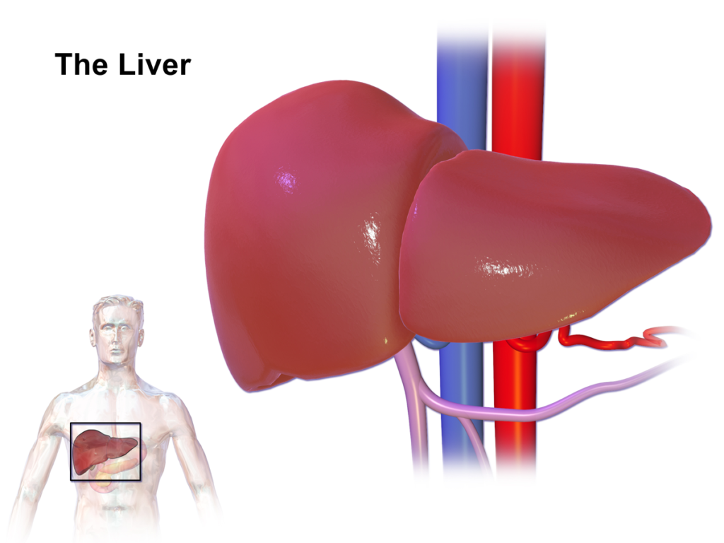 Liver Function Test: Understanding Your Liver Health