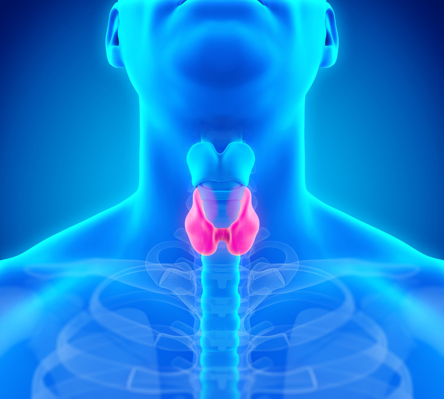 Read more about the article Thyroid: Disorders Understanding